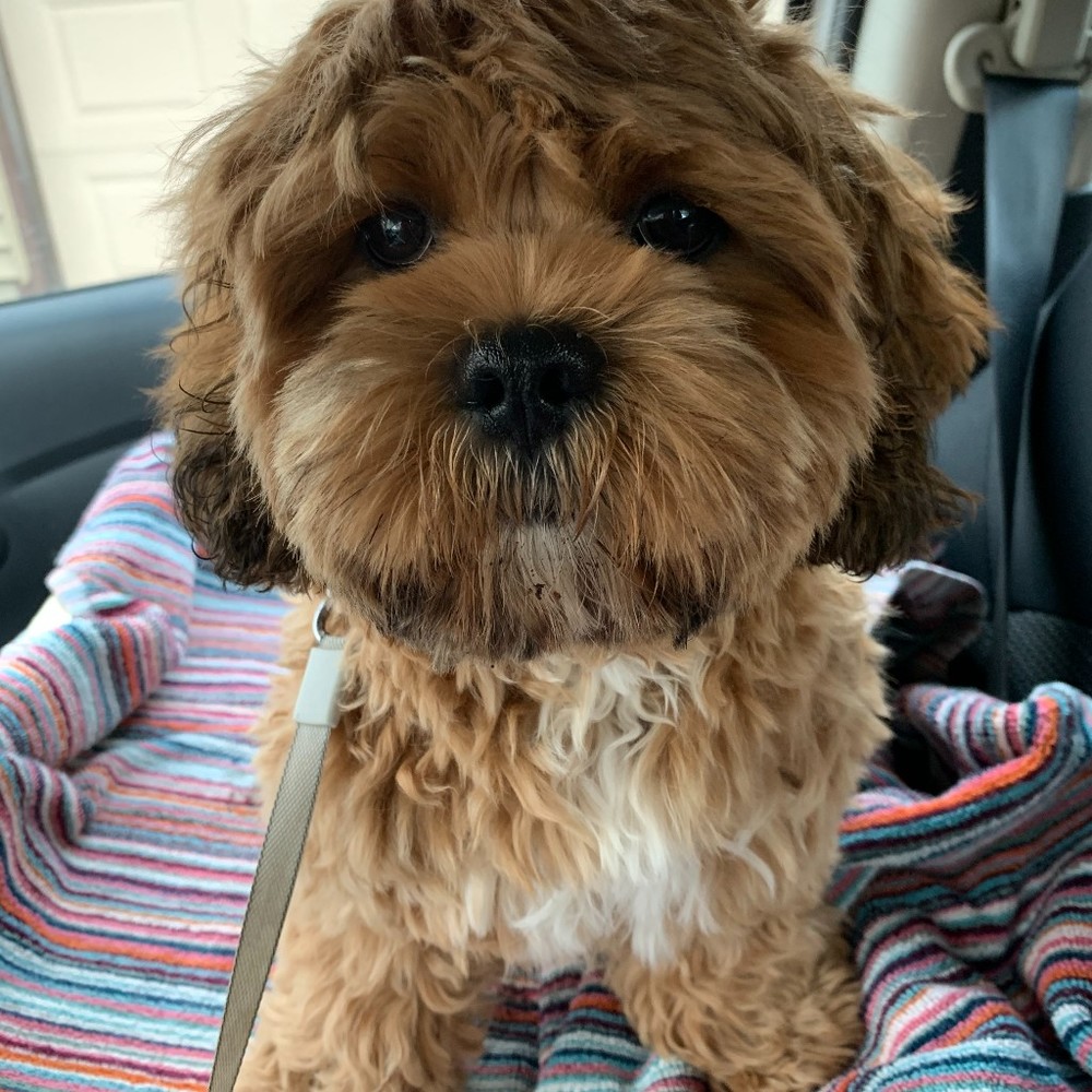 Meet your Posher, Ruby
